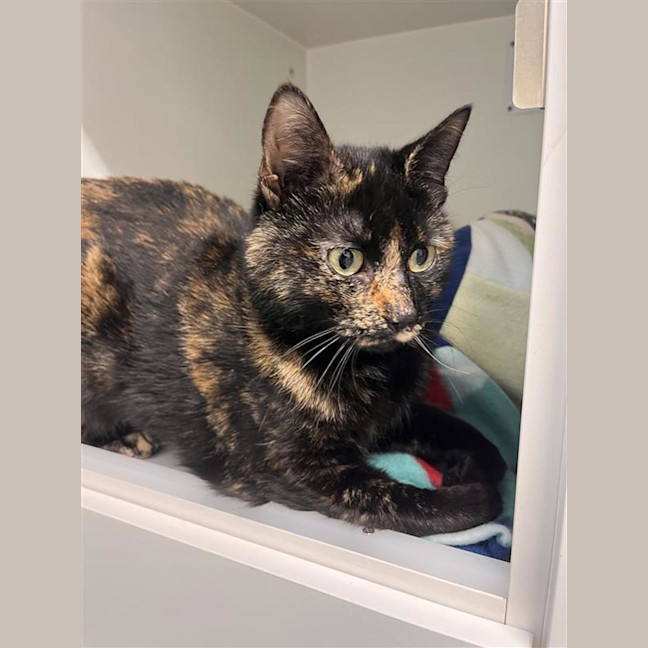 Photo of Anne Meowaway