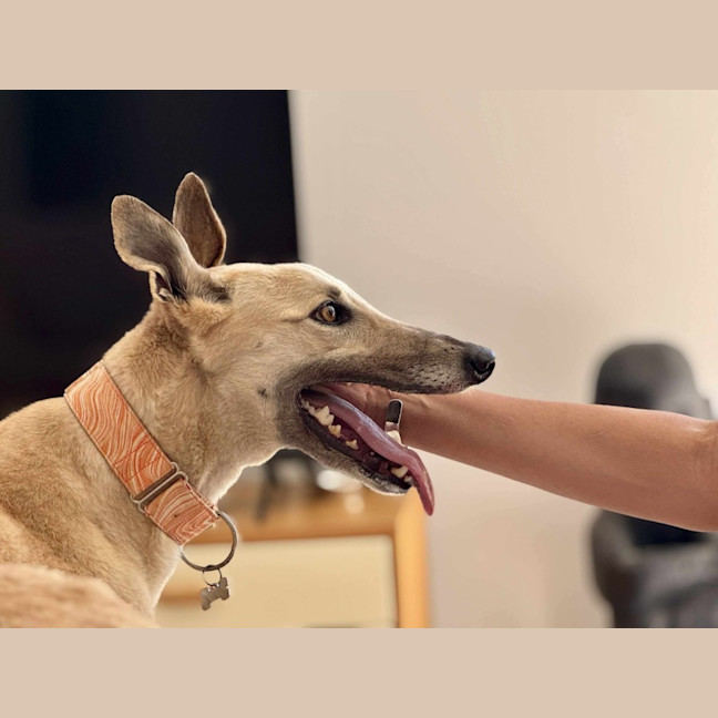 Photo of Orana The Greyhound