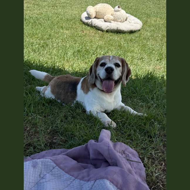 Photo of Samson