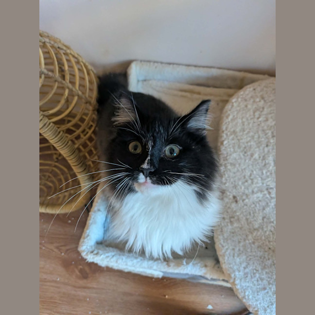 Photo of Silverfox