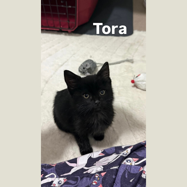Photo of Tora