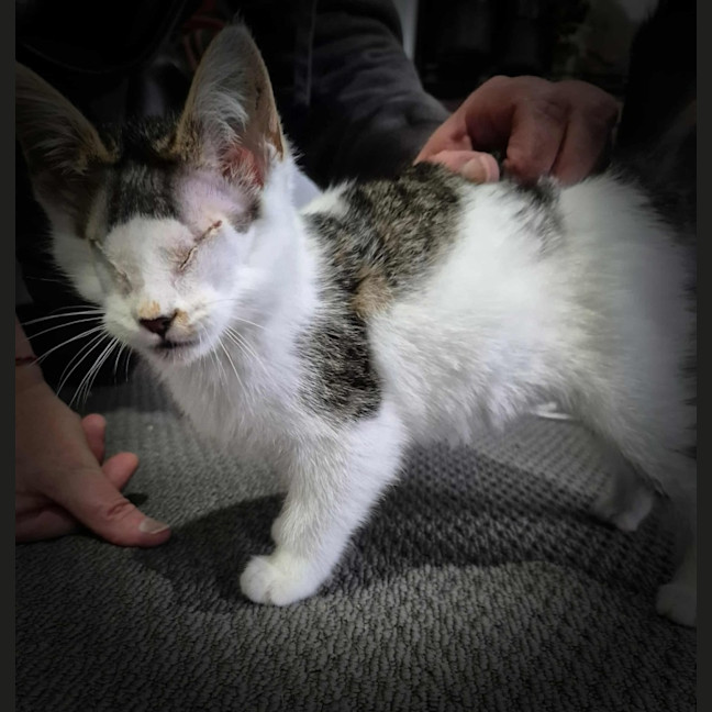 Photo of Ray Charles