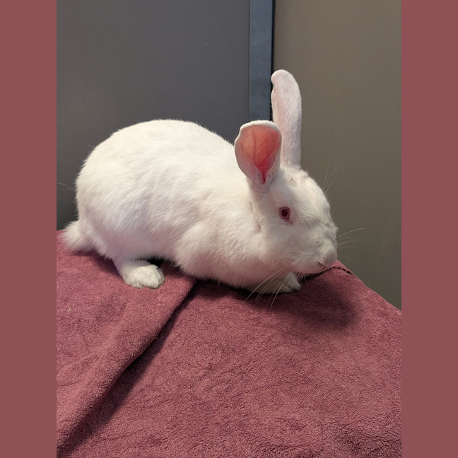 Photo of Waffle