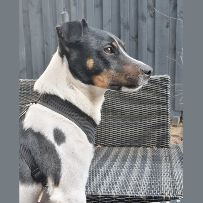 Photo of Rostik
