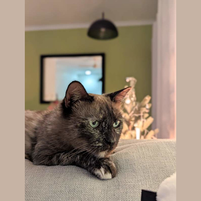 Photo of Sheeba