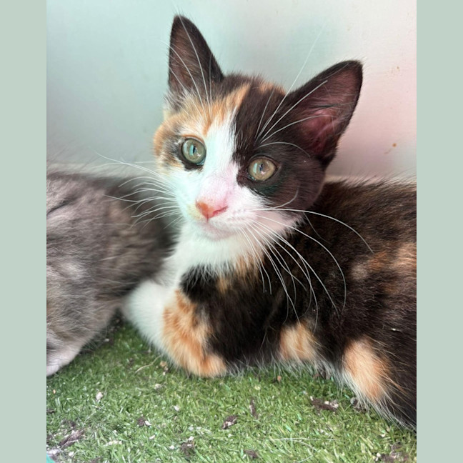 Photo of Gingerbread