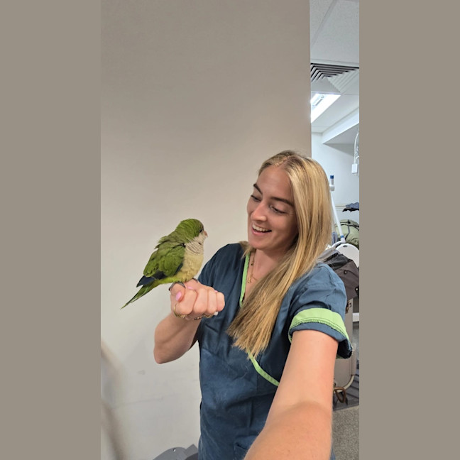 Photo of Quaker Bird