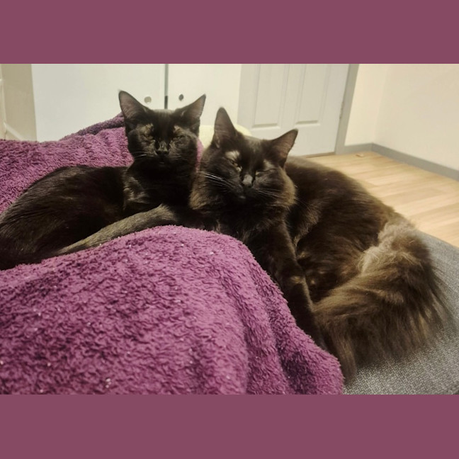 Photo of Titan * 9 Lives Project Rescue*