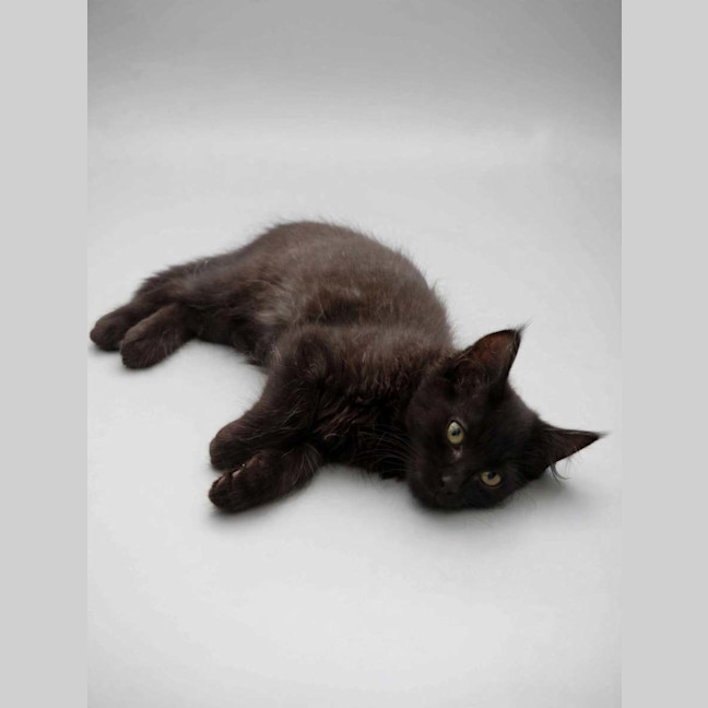 Photo of Jet