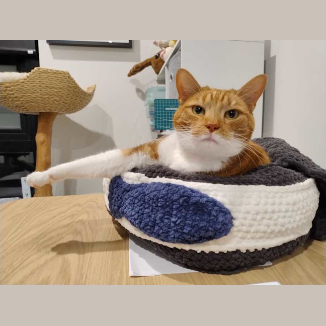 Photo of Ginger 