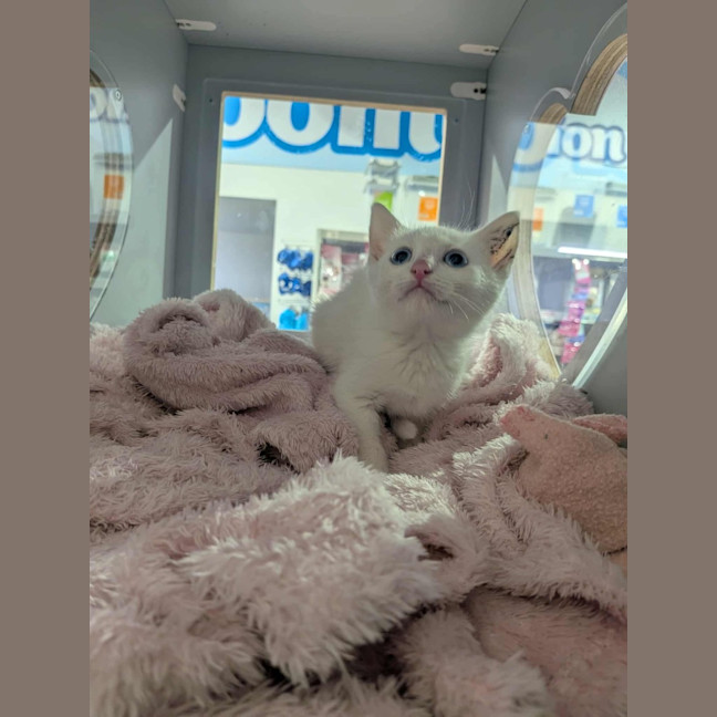 Photo of Chicken Loaf