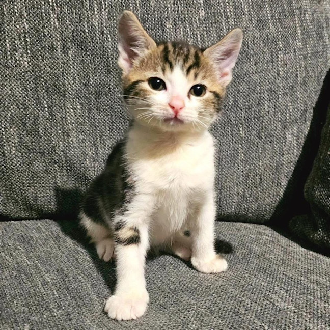 Photo of 12035   Gretchen