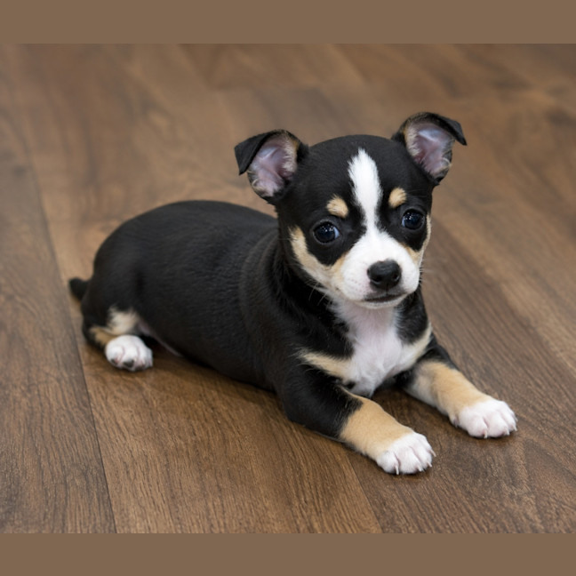 Photo of Ollie