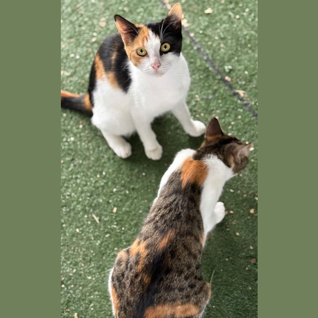 Photo of Kit Kat (And Cashew)