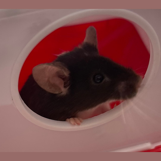 Photo of Wasabi