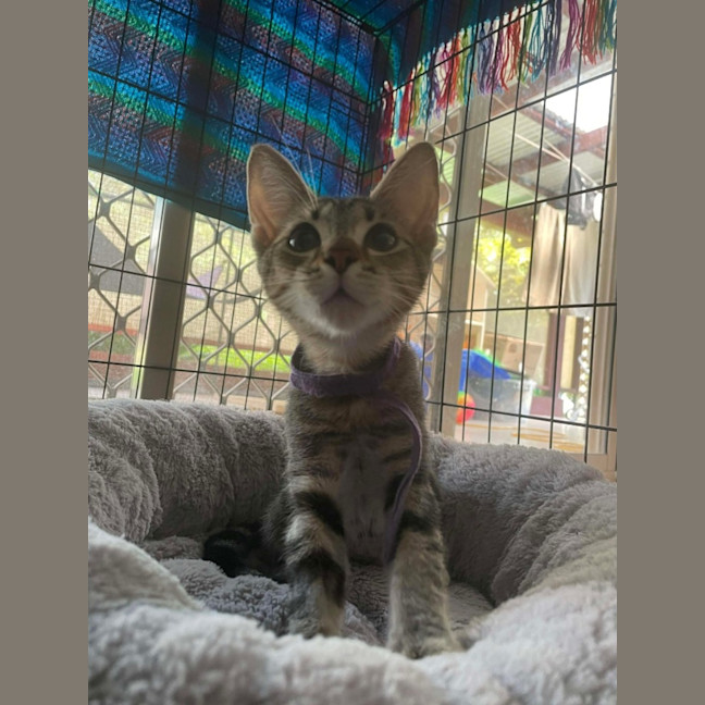 Photo of Marigold