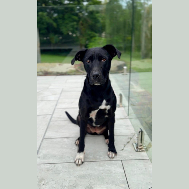 Photo of Tasha *$350 Adoption Fee*