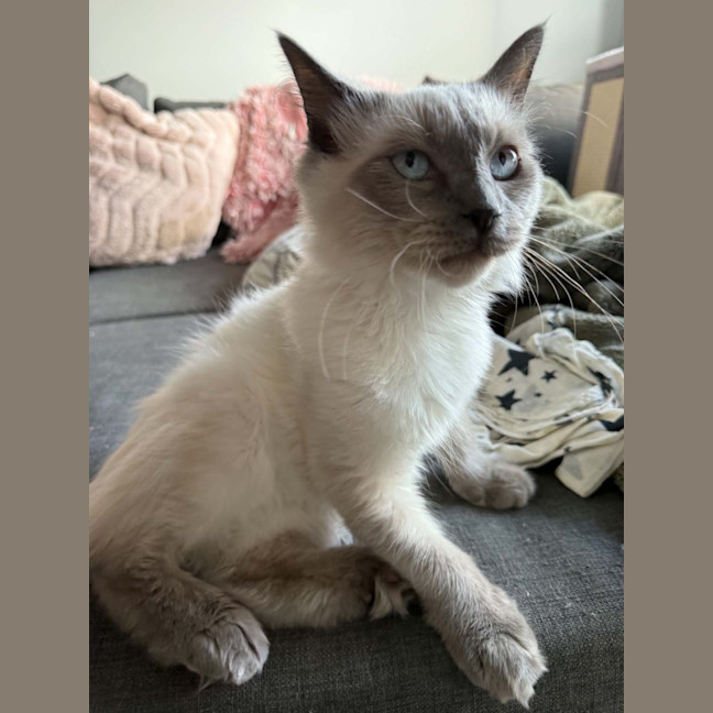 Photo of Wren