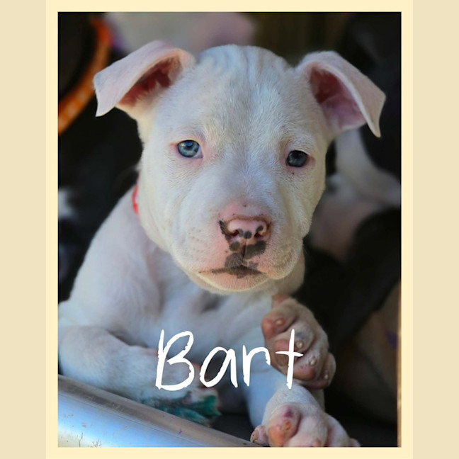Photo of Bart