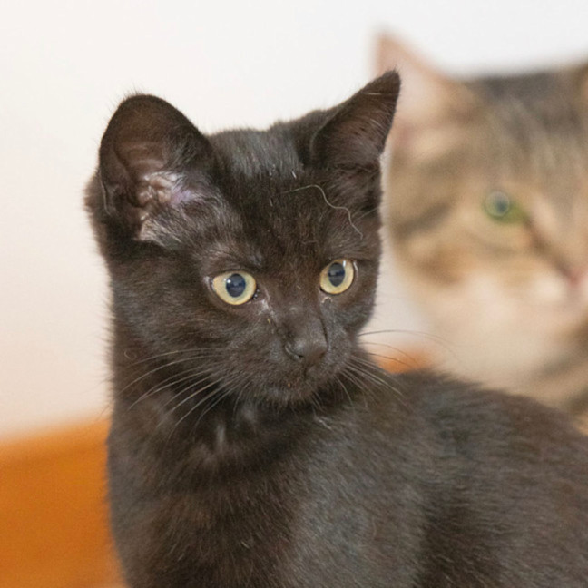 Photo of Blackie
