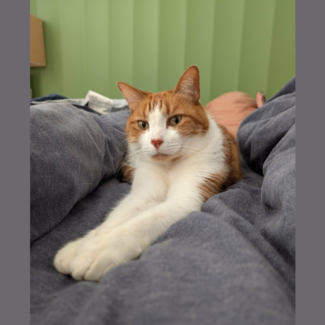 Photo of Gingie   In Foster Care In Brunswick East