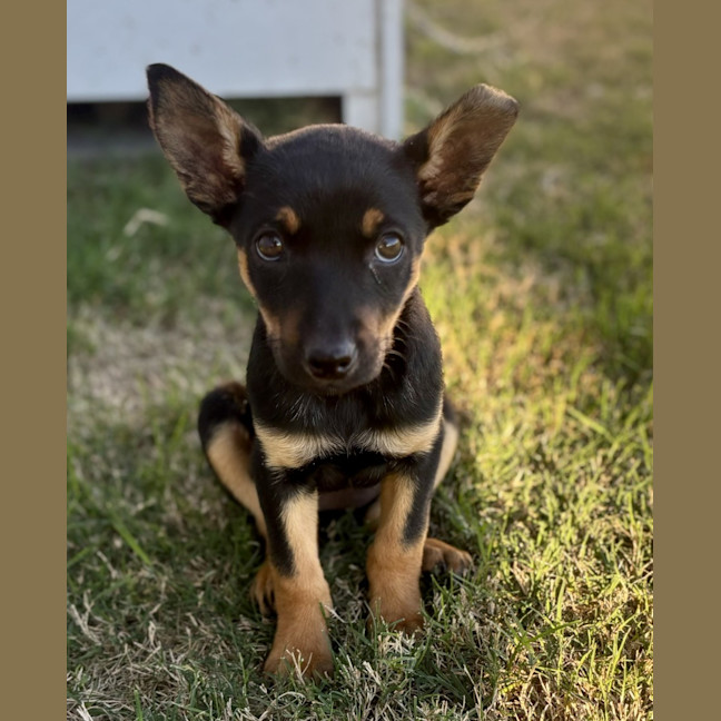 Photo of Stiletto