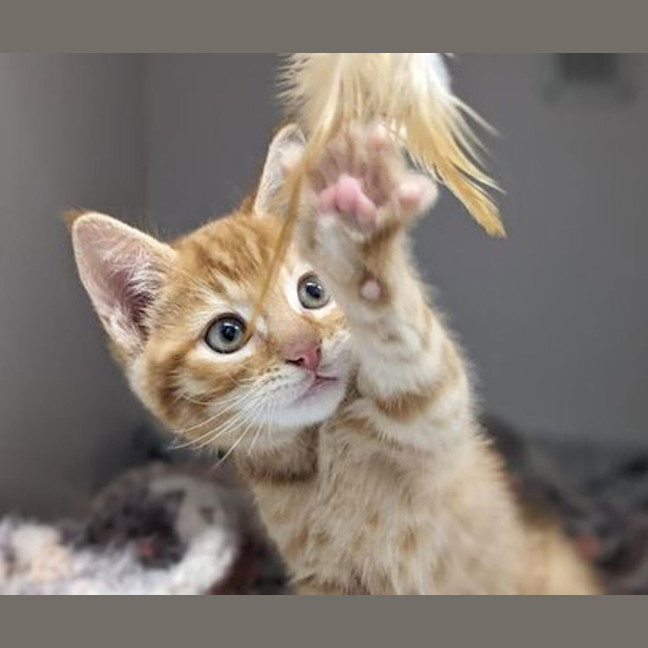 Photo of Spaghetti