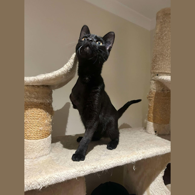 Photo of Gomez   Located In Pakenham