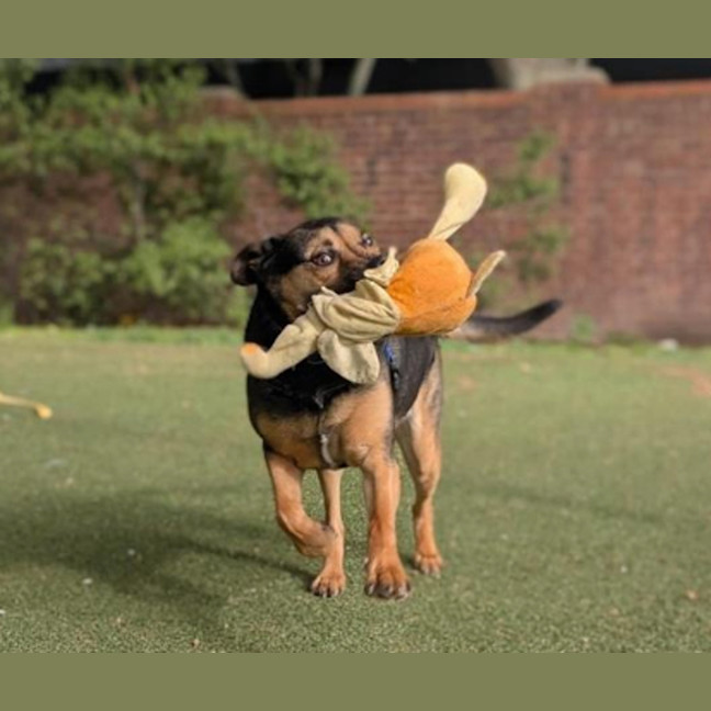 Photo of Maximus
