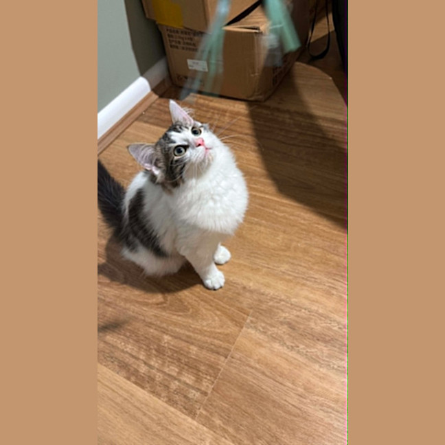 Photo of Cashew