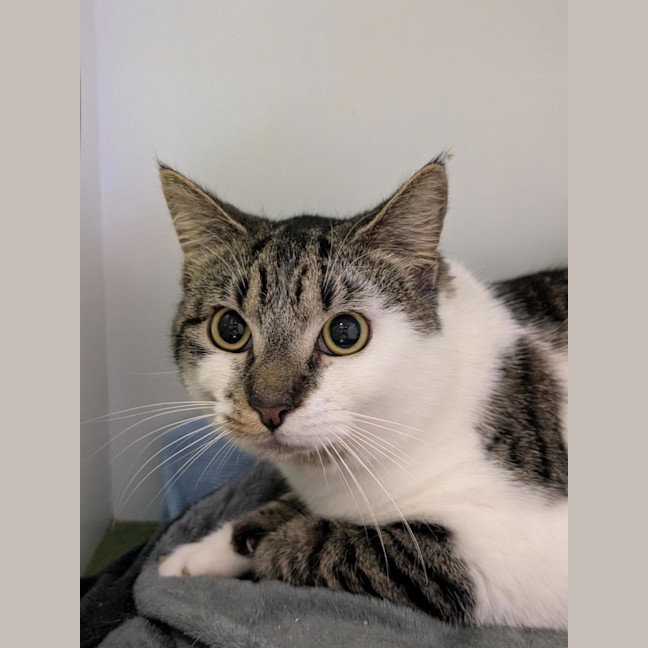Photo of Wren