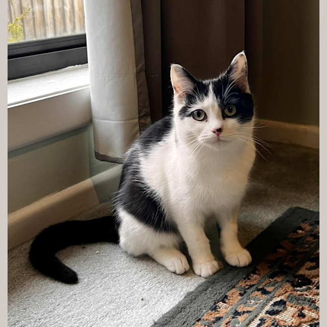 Photo of Ayla * 9 Lives Project Rescue*