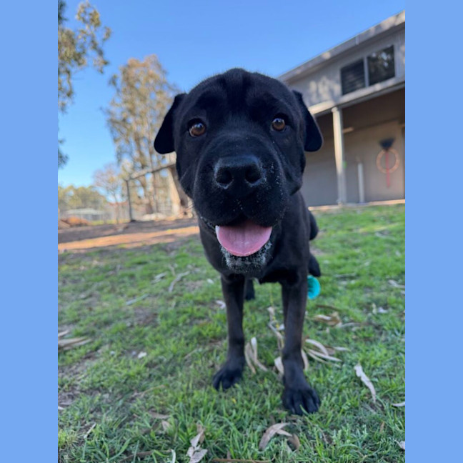 Photo of Kovu