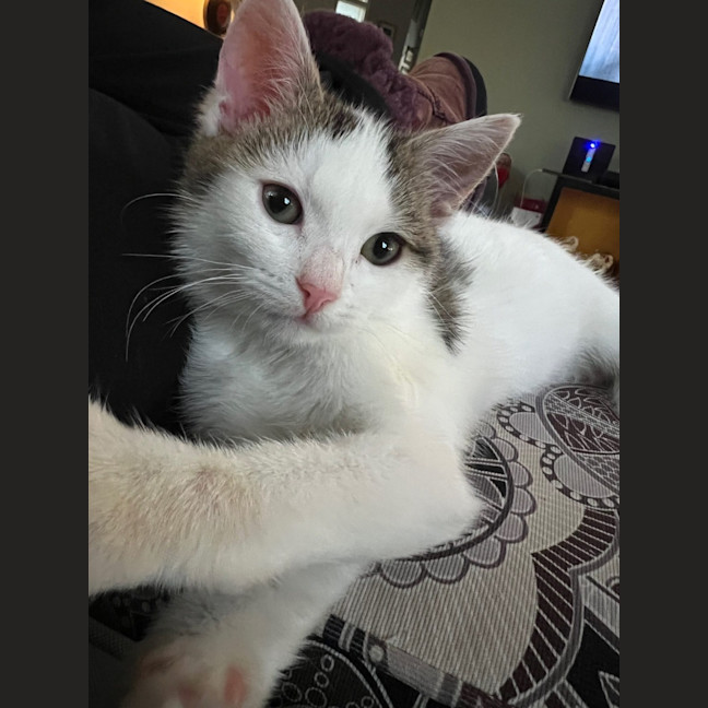 Photo of Mochi