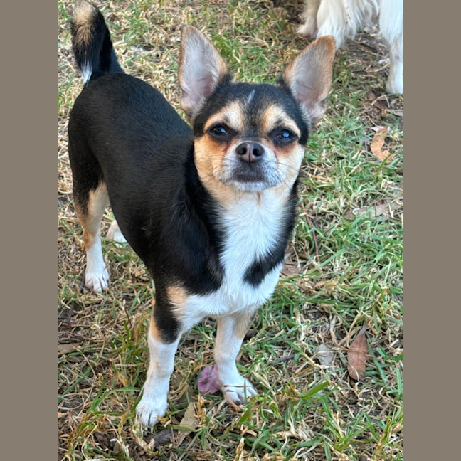 Photo of Apple & Orange