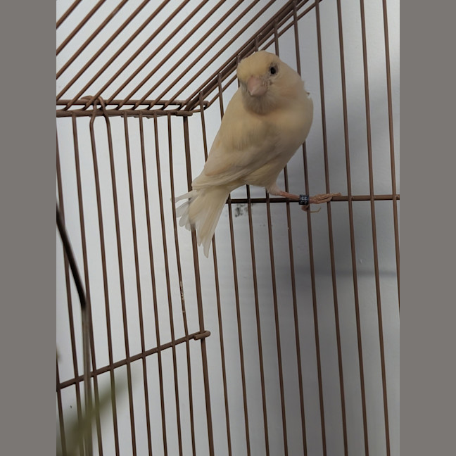 Photo of Milo
