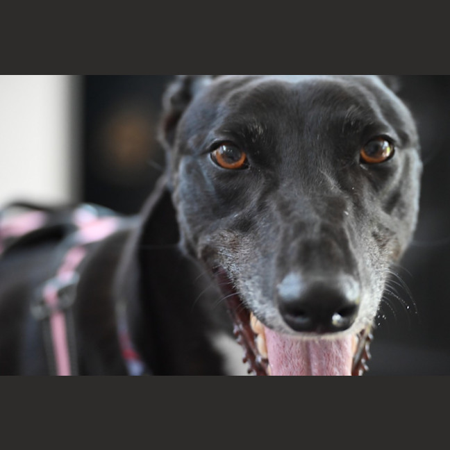 Photo of Lucy   4 Year Old Greyhound