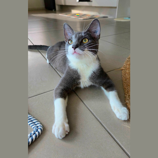 Photo of Mouse
