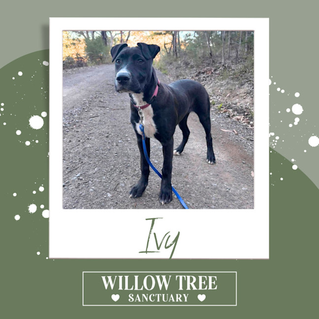 Photo of Ivy