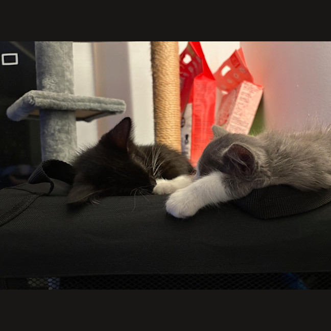 Photo of Hugo