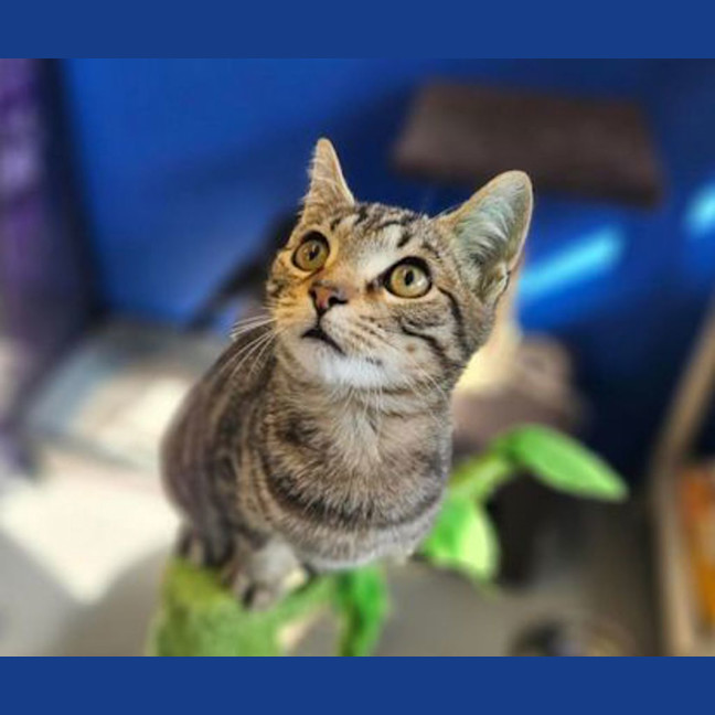 Photo of Peppercorn