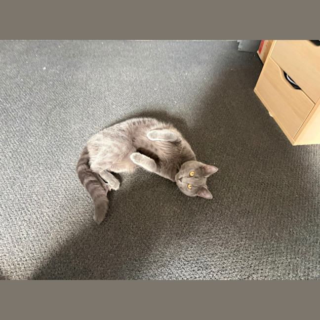 Photo of Rocket