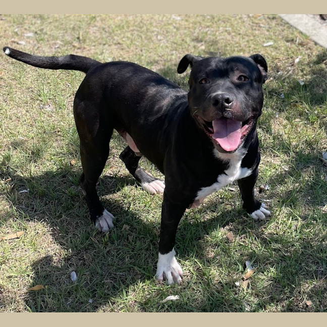 Photo of Hank (9218)