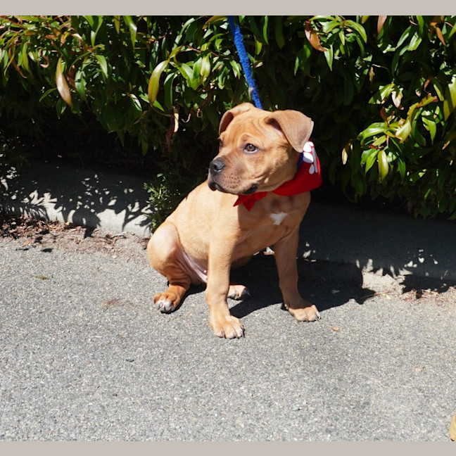 Photo of Scout