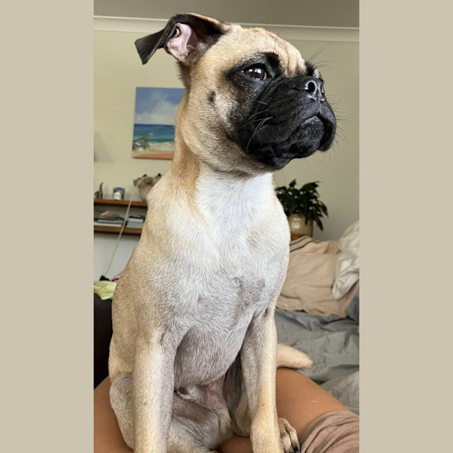 Photo of Freddie 🐶