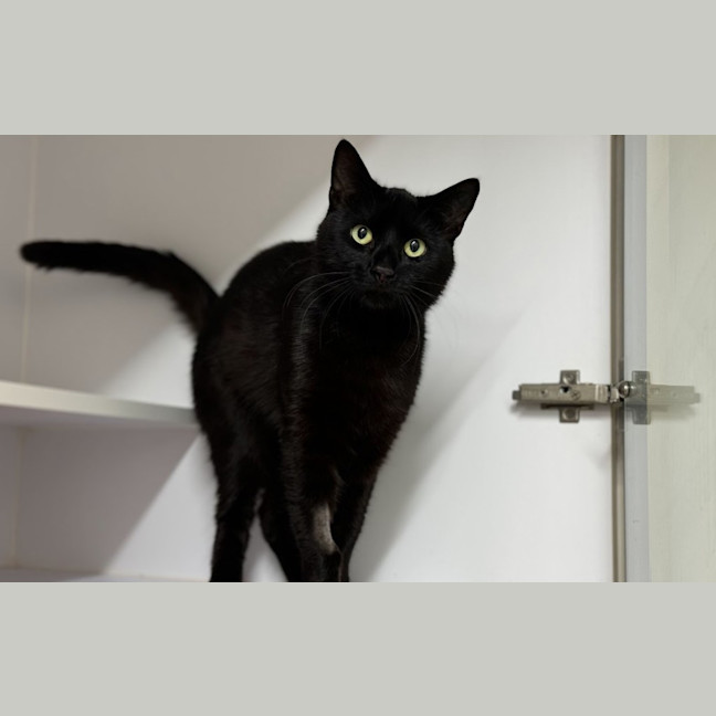 Photo of Nyx