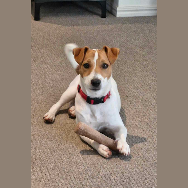 Photo of Milo