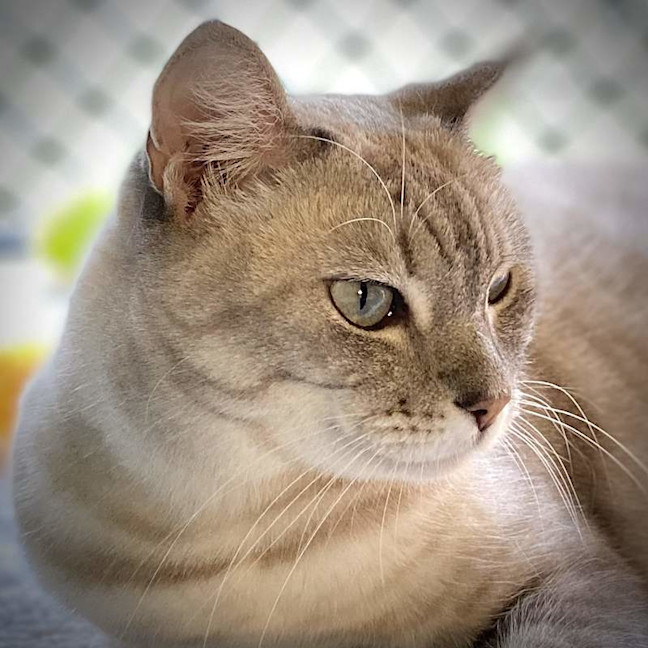 Photo of Lulu