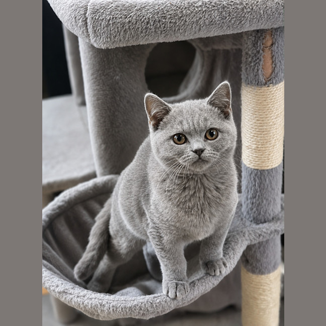Photo of Whisper