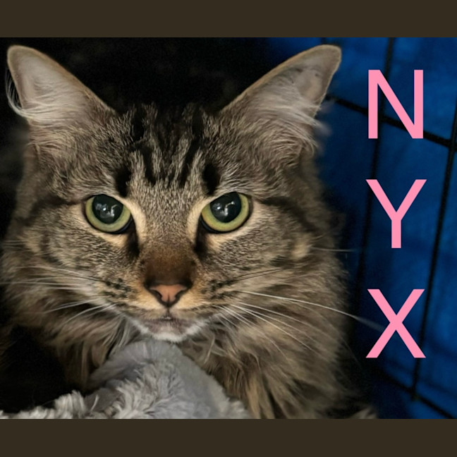 Photo of Nyx